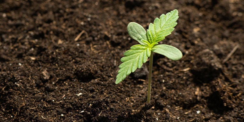 Cultivar canábis no espaço