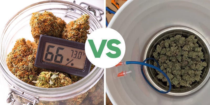 Cura de canábis: manual vs automatizada