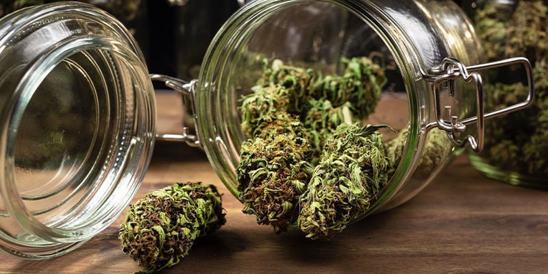 Porque é tão importante curar cannabis