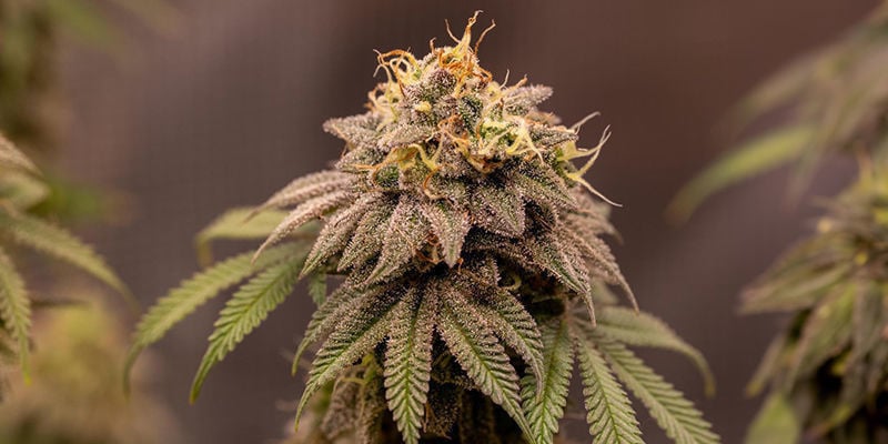 Melhores Variedades para Cultivar na Califórnia