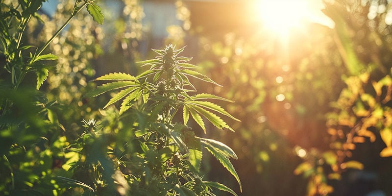 Como escolher as melhores variedades de canábis para cultivar na Califórnia
