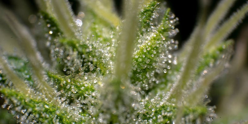 Como posso ativar o meu THCa?