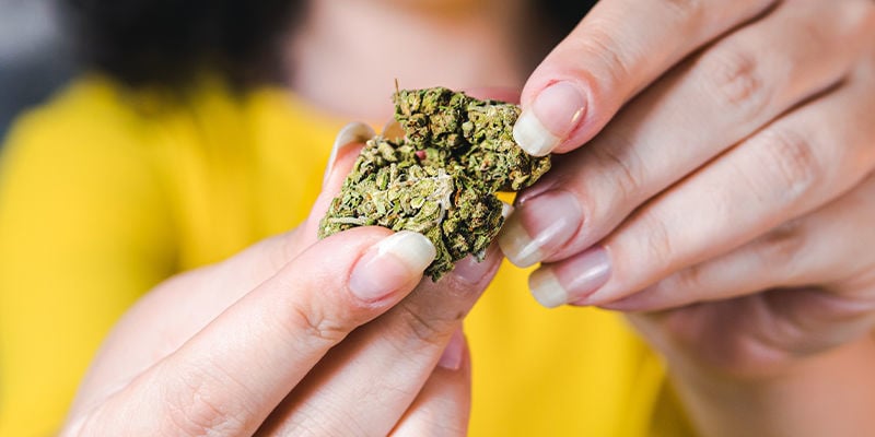 A flor de THCa é legal?