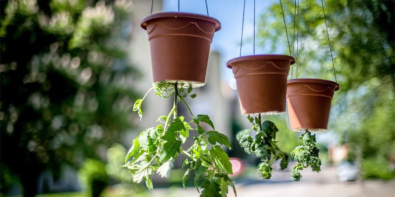 Vira Tudo o Que Sabes Sobre Cultivar Cannabis