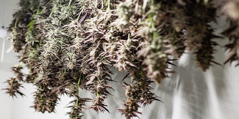 Quais são os benefícios de cultivar canábis de cabeça para baixo?