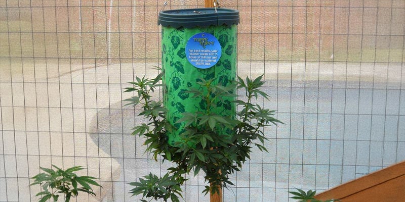 O que é o cultivo invertido?