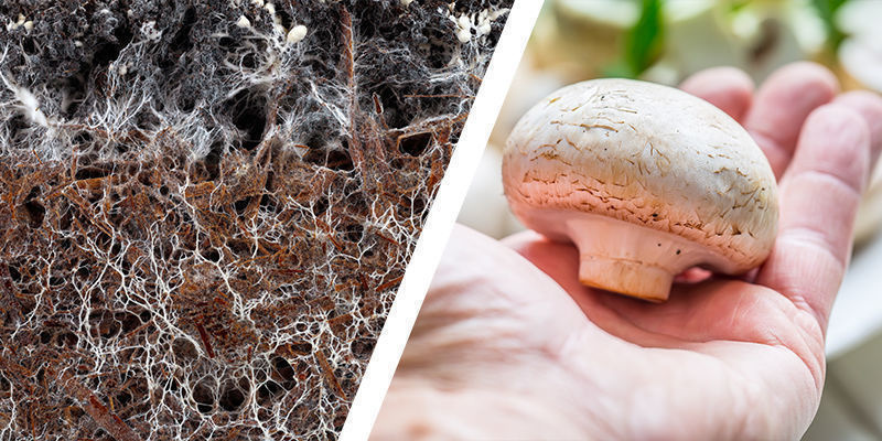 Da iniciação à colheita: As 5 etapas do cultivo de cogumelos