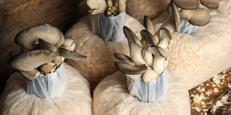 Cultivar cogumelos em casa: vale mesmo a pena!