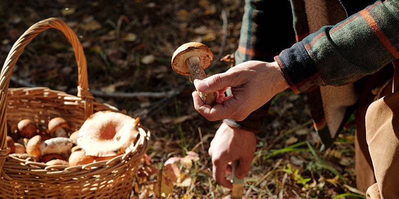 Cultivo de cogumelos ao longo dos séculos