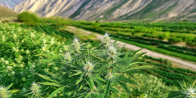 Cultivar variedades landrace do Afeganistão