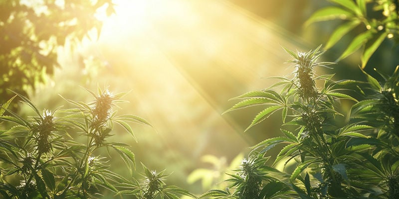 O futuro das variedades autóctones afegãs