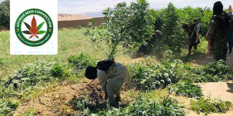 A Viagem Única da Afghan Seed Connection