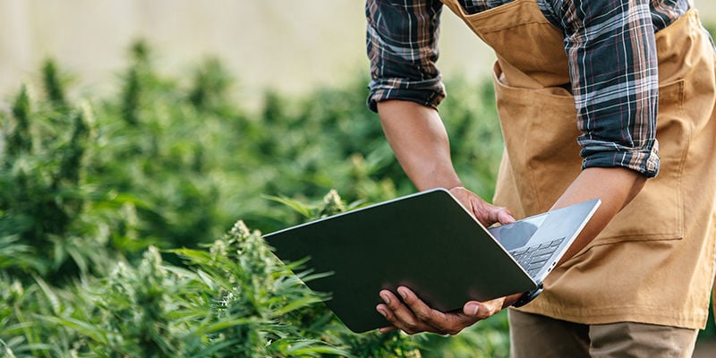 10 Empresas de Cannabis Interessantes em 2024