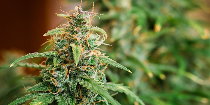 Desafios no cultivo da Road Kill Skunk