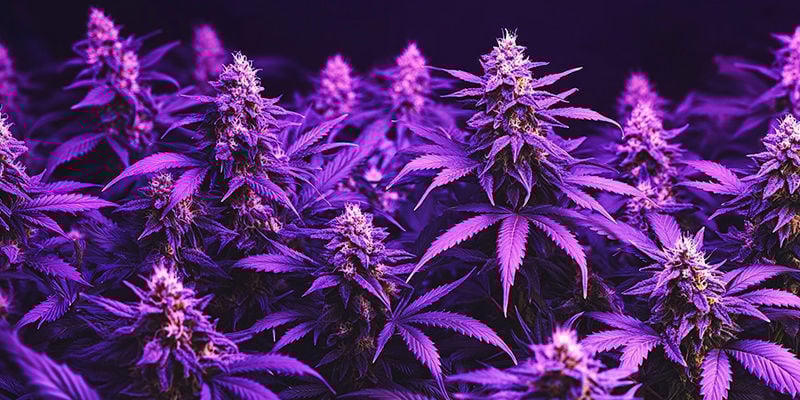 Cultivo de canábis: 10 lendas urbanas e mitos