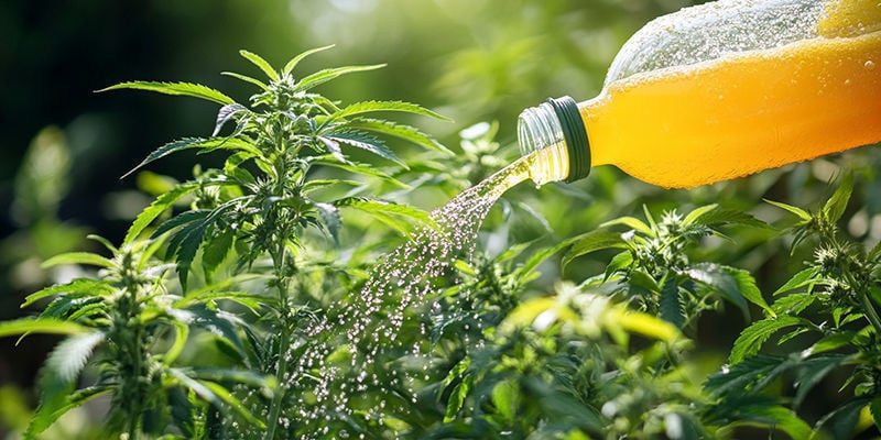 Regar as suas plantas com sumo melhora o sabor