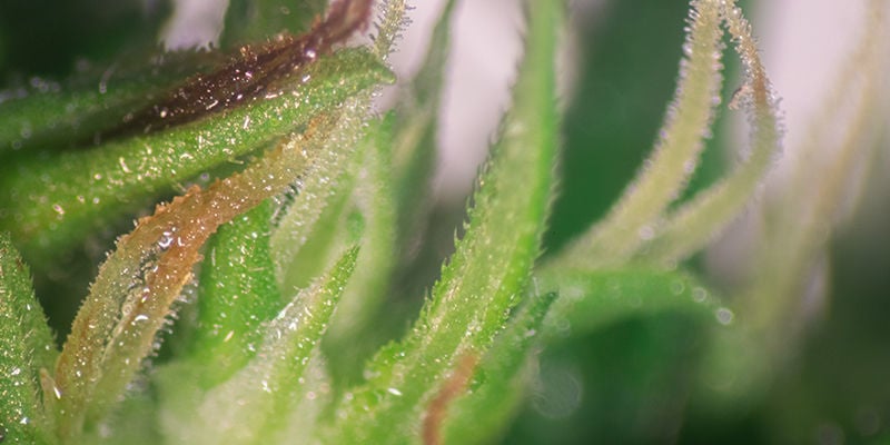 Pode-se Distinguir o Sexo da Planta Pelo Número de Pétalas