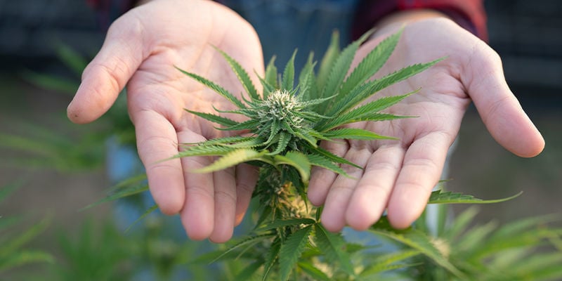 A creatina faz as plantas de canábis crescerem mais depressa?