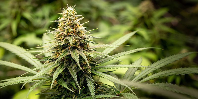Mary Jane: As melhores variedades para o grande dia