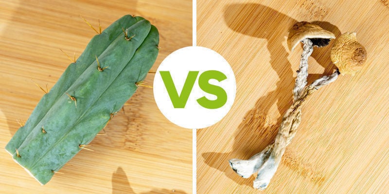 Comparar Mescalina E Psilocibina