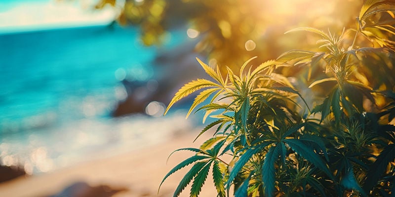 Cultivar canábis junto ao mar: o que esperar