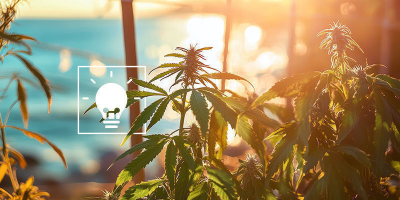 Dicas para cultivar canábis junto ao mar