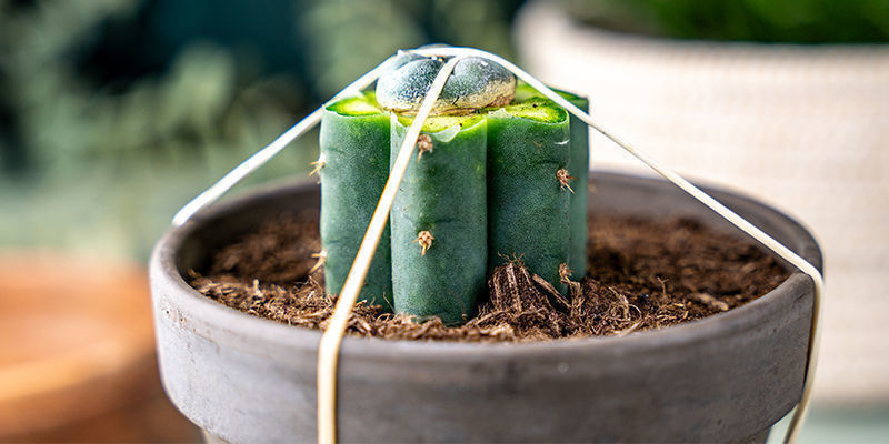 Coloque elásticos verticalmente em torno do vaso do Echinopsis, passando por cima do peyote, para manter a pressão.