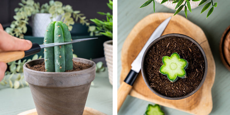 Com um corte limpo, retire alguns centímetros do topo do Echinopsis.