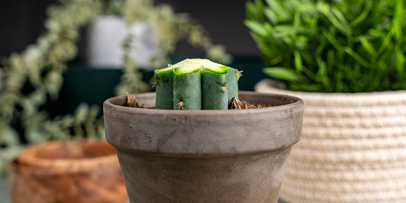 Afine ligeiramente o topo de cada costela do Echinopsis.