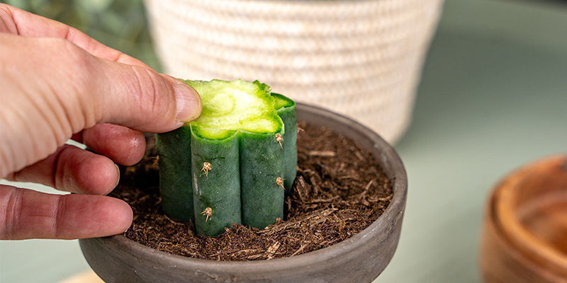 Agora, pode retirar as finas fatias de proteção que cortou tanto do porta-enxerto Echinopsis como do peyote.