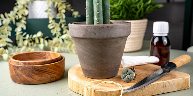 Como enxertar um cacto peyote: passo a passo