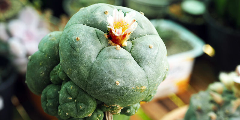Enxertia: O segredo para um crescimento rápido do peyote