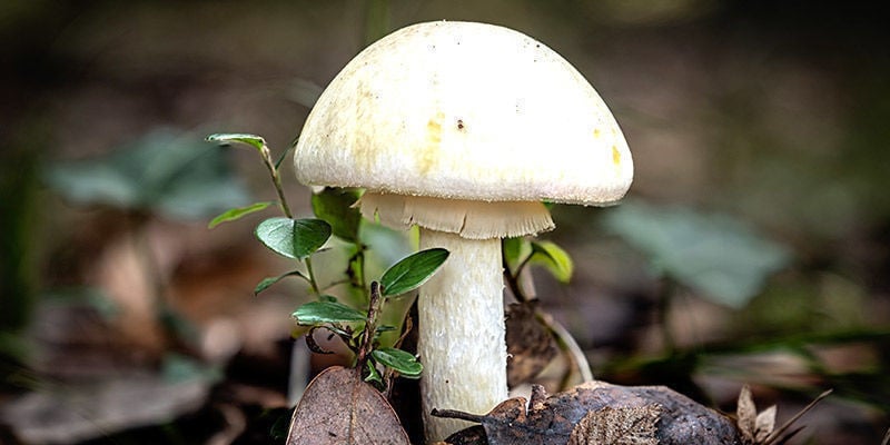 Death Cap