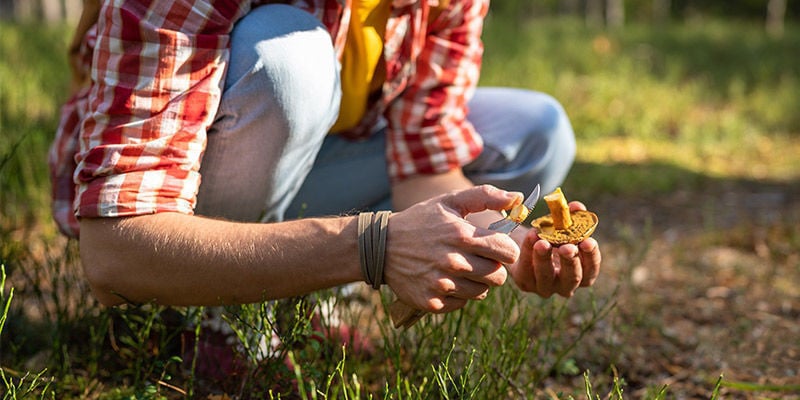 A recolher cogumelos na natureza: tenha cautela
