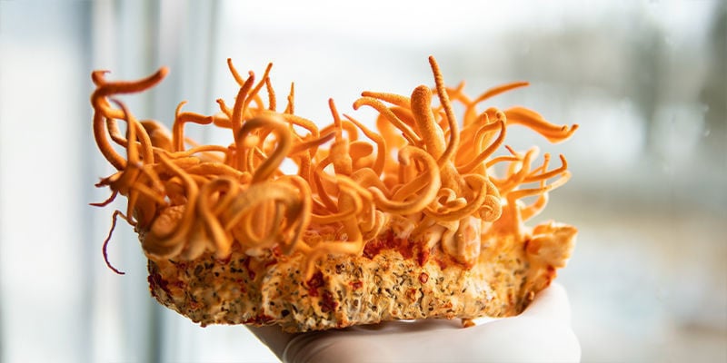 É possível cultivar cogumelos cordyceps em casa?