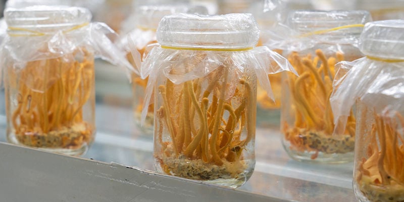 Cultivo de cogumelos Cordyceps: Guia passo a passo