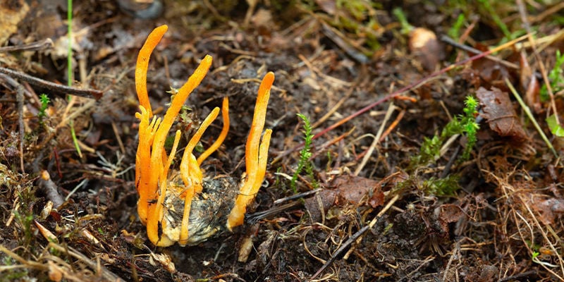Crescimento de cogumelos Cordyceps: Resolução de problemas