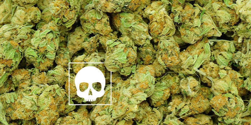 Quanto cannabis é “demasiado”?
