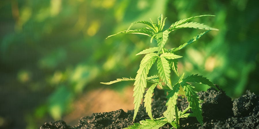 COMO CULTIVAR BLUE CHEESE