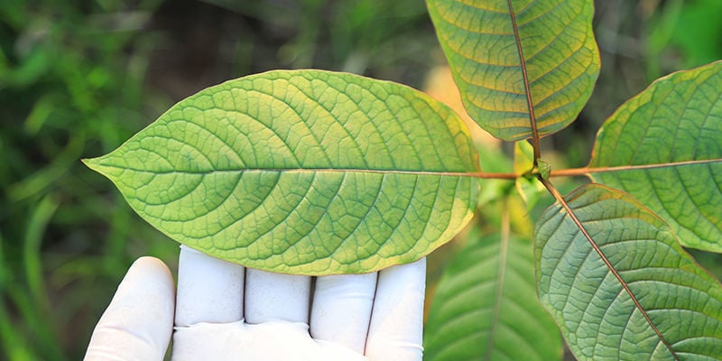 Escolher a variedade certa de kratom para si