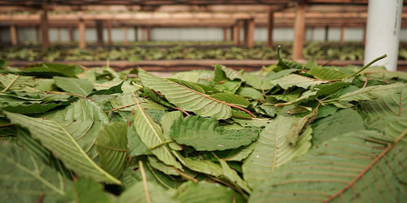 O que é o kratom?