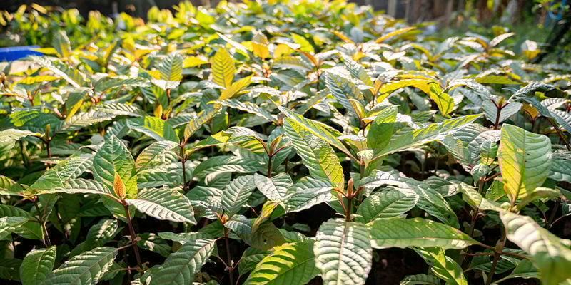 Qual a diferença entre as variedades de kratom?