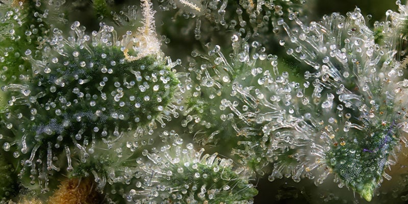 Cannabis como ferramenta de biohacking