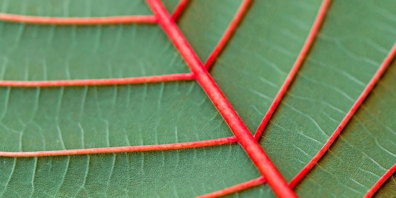 Quantas cores de kratom existem?