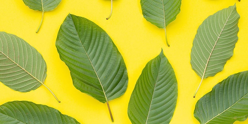 O kratom dourado ou amarelo é legítimo?