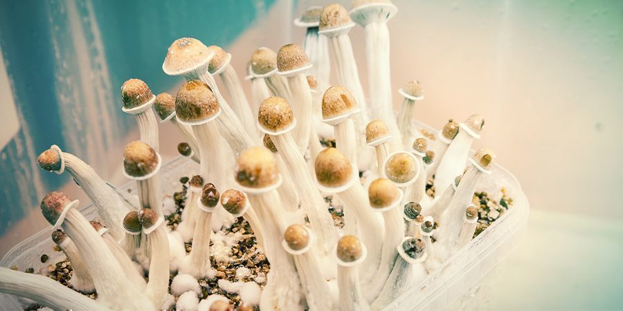 Noções básicas sobre o cultivo de cogumelos mágicos
