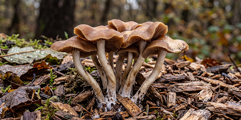 Psilocybe cyanescens