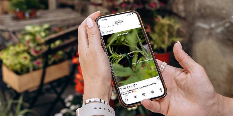 Porque são alvo as contas sobre cannabis e cogumelos?