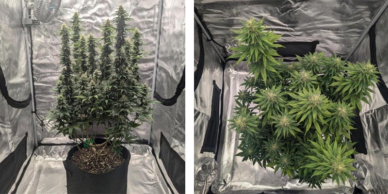 Selecionar a tenda de cultivo certa para cannabis