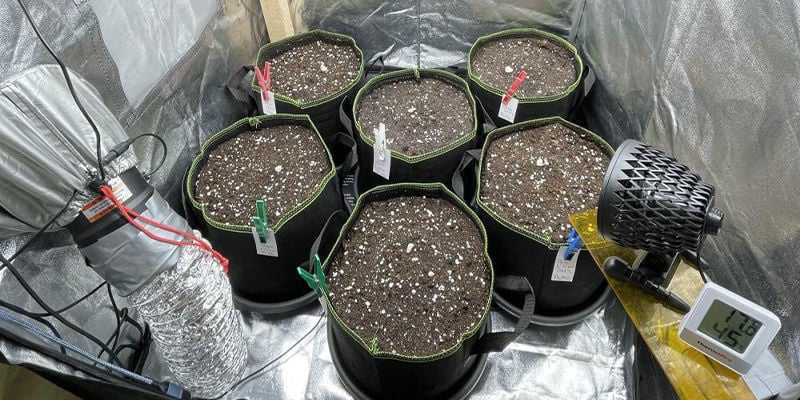 Desvantagens de usar uma tenda de cultivo para cannabis